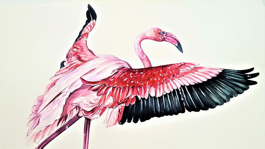 pintura de flamenco, el flamenco mayor, pájaro, animal, arte, pintura, acuarela, rosa, color rosado, temas de animales