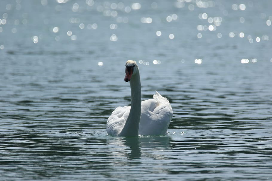 swan, white, water, light, sparkle, beauty, animals in the wild, animal themes, bird, vertebrate