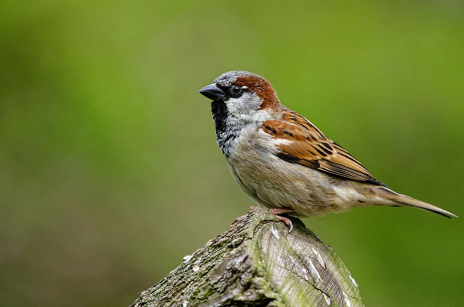 macro photo, brown, white, bird, sparrow, songbird, nature, feathers, wildlife, animal