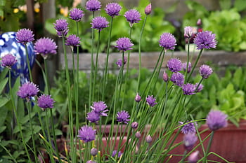 Fotos cebollino en flor libres de regalías | Pxfuel