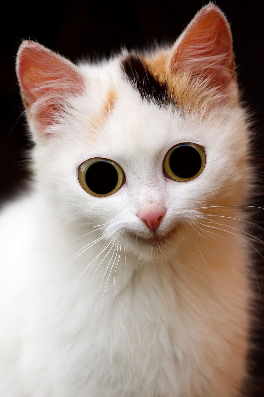 close, calico, cat, close up, calico cat, animal, scary, domestic, ears, eye