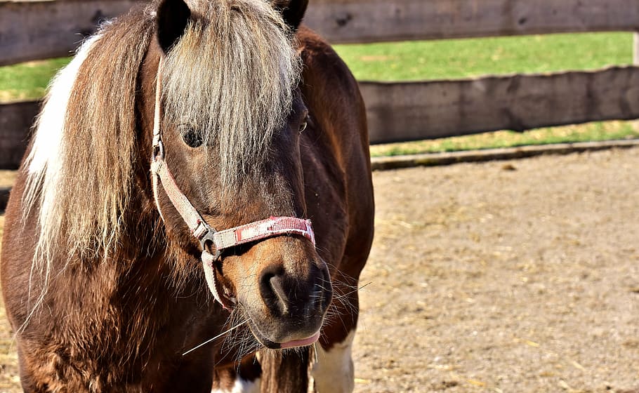 horse, animal, pony, seahorses, nature, cute, good aiderbichl, domestic animals, livestock, animal themes