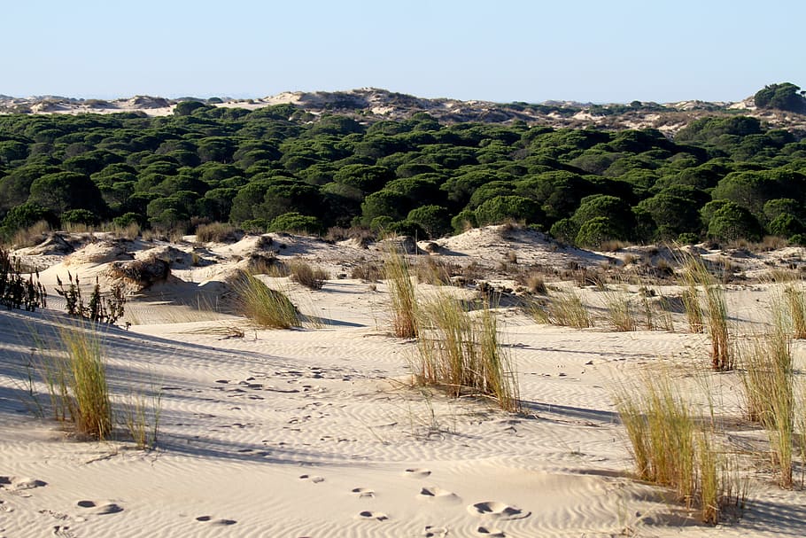 taman nasional doñana, spanyol, bukit pasir, pinus scrub, pasir, pantai, jejak kaki, lanskap, alam, dedaunan