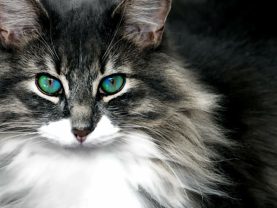 long-coated, black, white, cat, cat portrait, animal, cat's eyes, eyes, head, cute