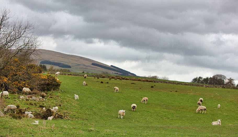 sheep, grass, nature, farm, agriculture, scottish, scotland, hillside, overcast, cloudy