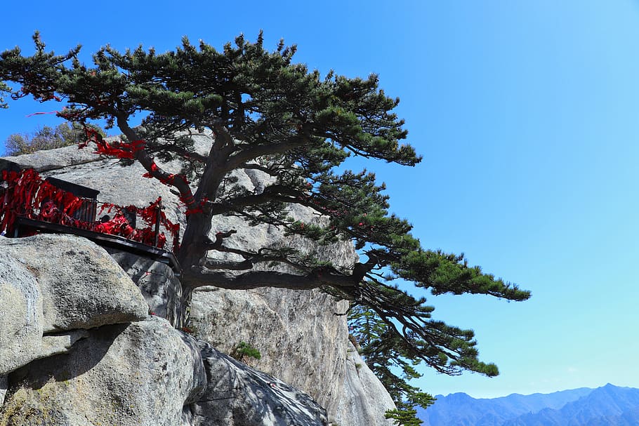 china, shaanxi province, pinus armandii, mountain, tourism, natural, tree, cliff, plant, sky