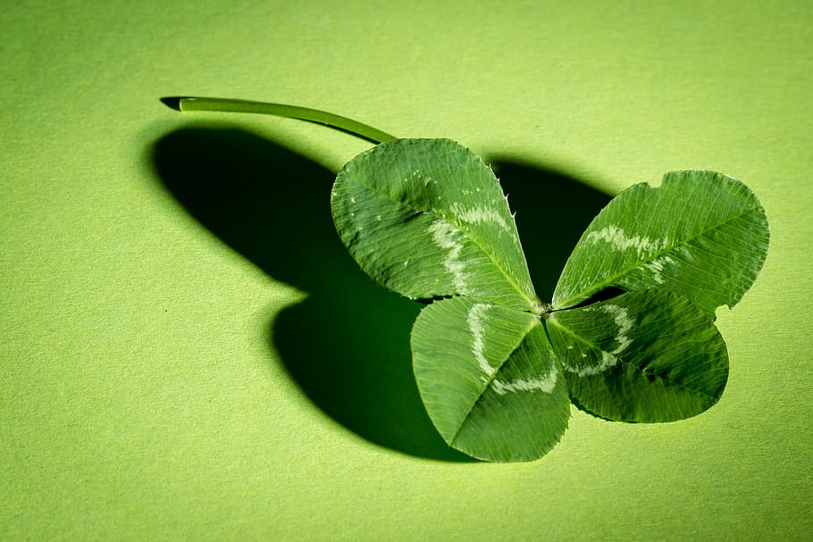 green, four, leaves, clover, klee, four leaf clover, vierblättrig, lucky clover, symbol, luck