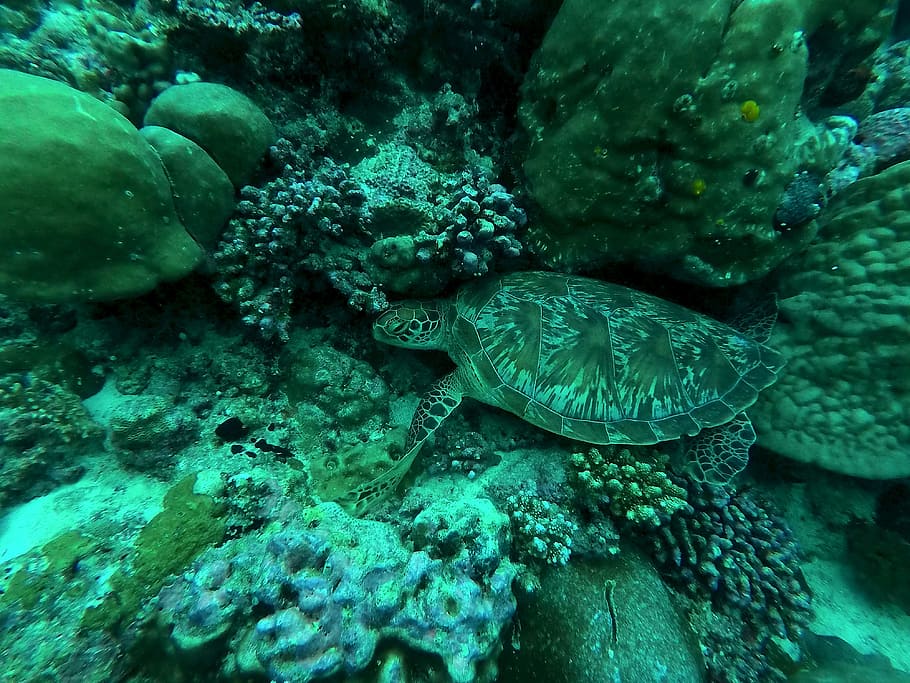 Tortuga, Maldivas, Buceo, Submarino, buzos, coral, meeresbewohner, vida marina, submarina, color verde