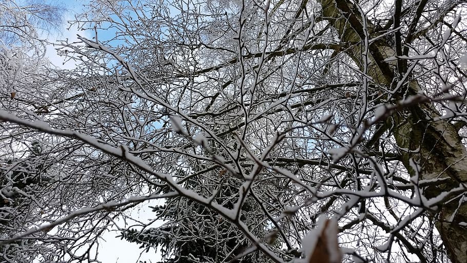 crown, trees, aesthetic, snow, winter, branches, view from below, tree, branch, plant
