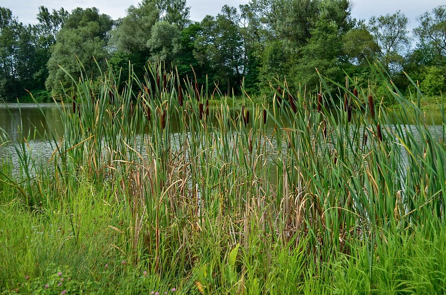 reeds, pond, summer, water, wet, sun, light, nature, warmth, plant