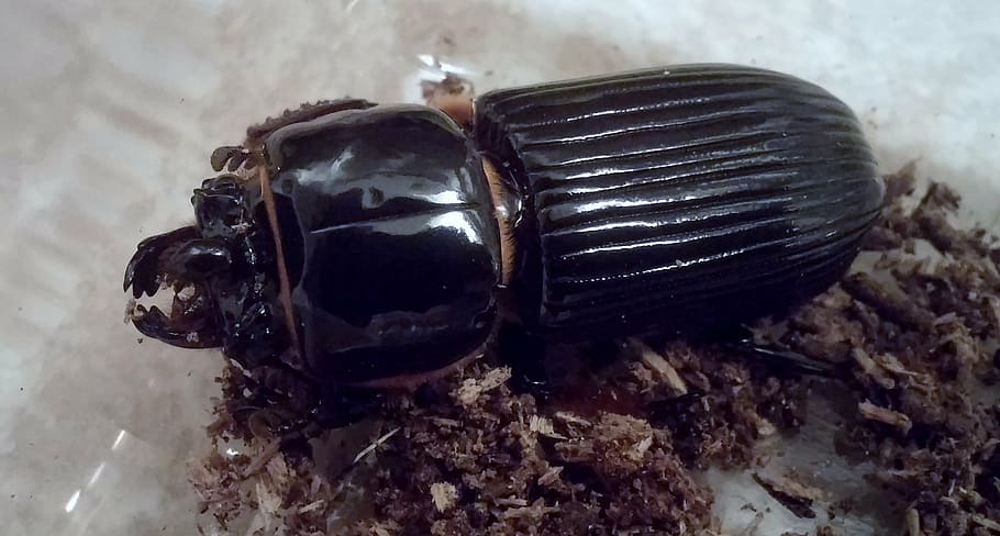 beetle, beetles, patent leather beetle, horn beetle, bug, insect, black, entomology, close-up, black color
