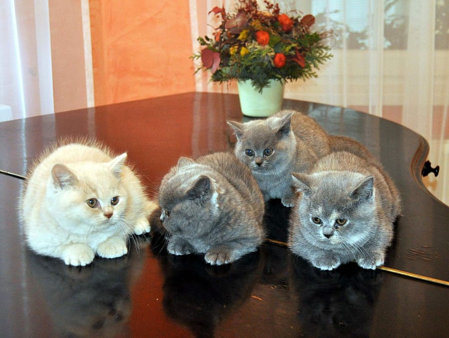 Tres, gris, uno, blanco, gatos persas, gato, piano, gatito, mascotas, gato doméstico