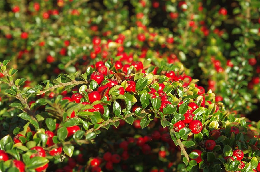 berries, red, green, nature, cotoneasters, plant, berry fruit, food and drink, growth, food
