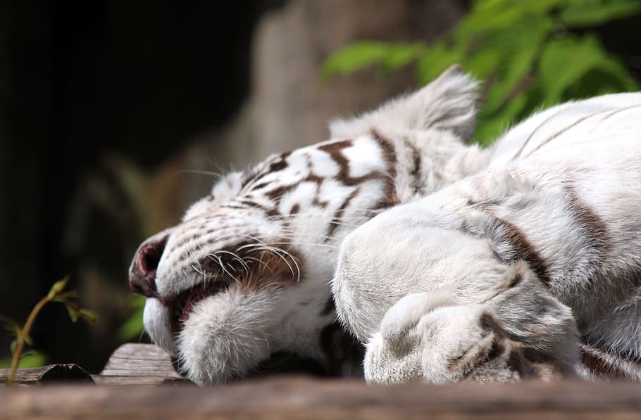 White Tiger, Bengal Tiger, Indian Tiger, panthera tigris tigris, sleeps, lies, snout, closeup, zoo, predator