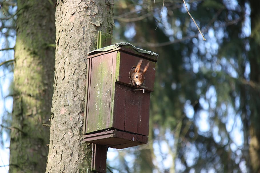 squirrel, nature, animal, rodent, verifiable kitten, tree, plant, birdhouse, trunk, focus on foreground