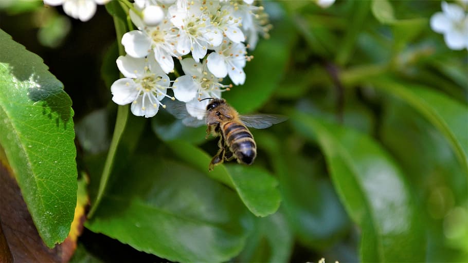 abelha, flor, natureza, flores, jardim, pólen, primavera, florescer, fertilização, temas animais