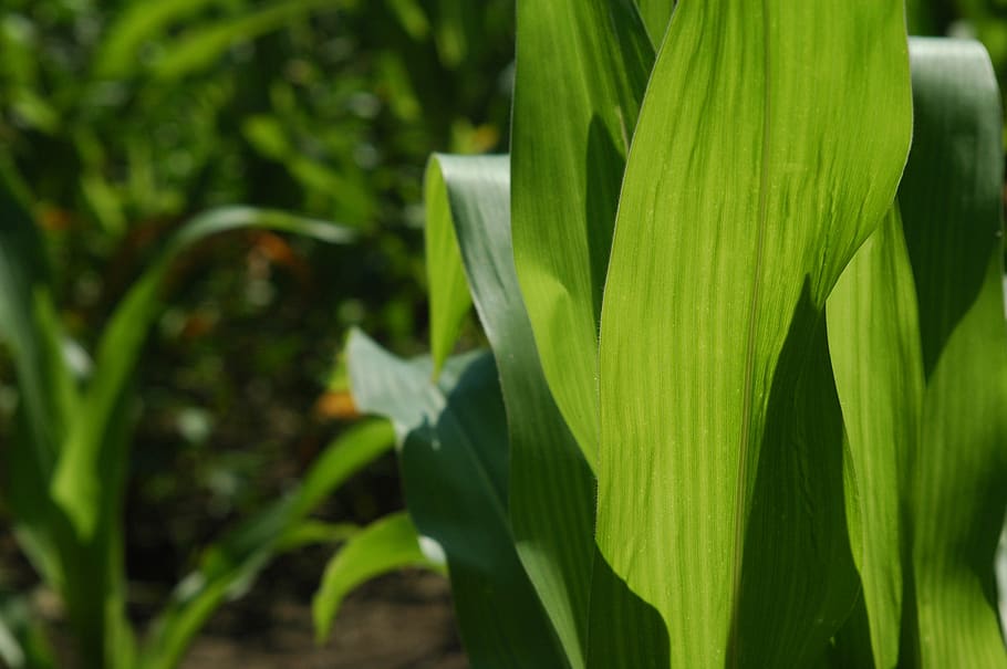 cornfield, corn, green, plant, growth, green color, plant part, beauty in nature, leaf, freshness