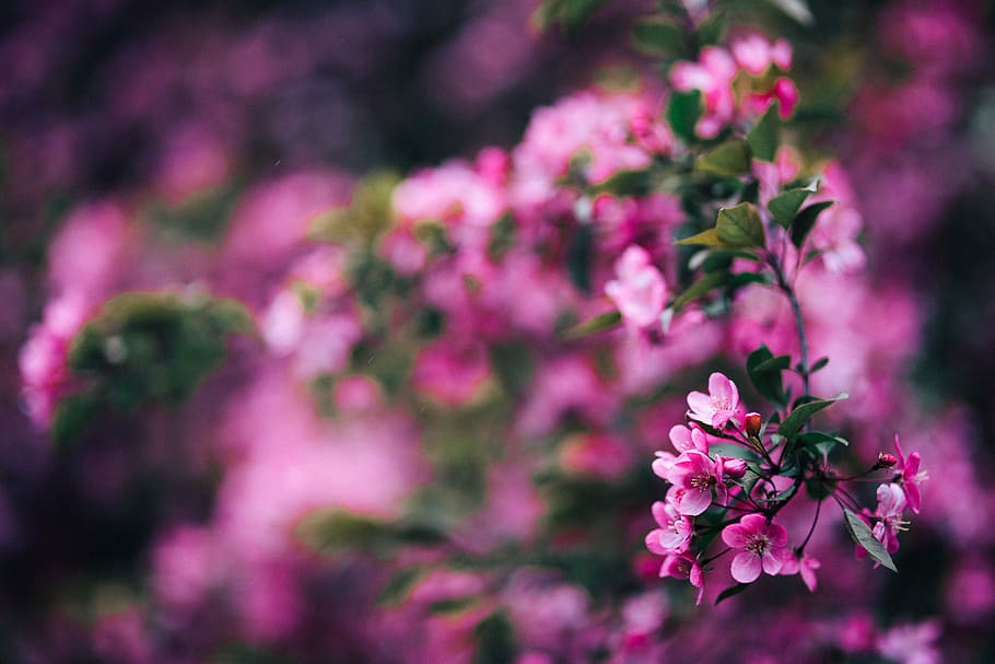 indah, merah muda, bunga-bunga, berbunga, cabang-cabang pohon, pohon, cabang, menyalin ruang, musim semi, mekar