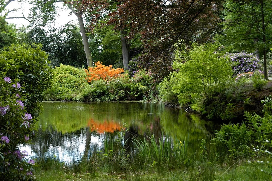 casa espinho, jardim, natureza, planta, árvore, lago, reflexão, beleza na natureza, água, tranquilidade