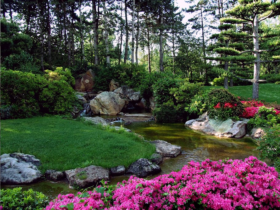 body, water, pink, petaled flowers, green, grass, daytime, landscape, japanese garden, ornamental garden
