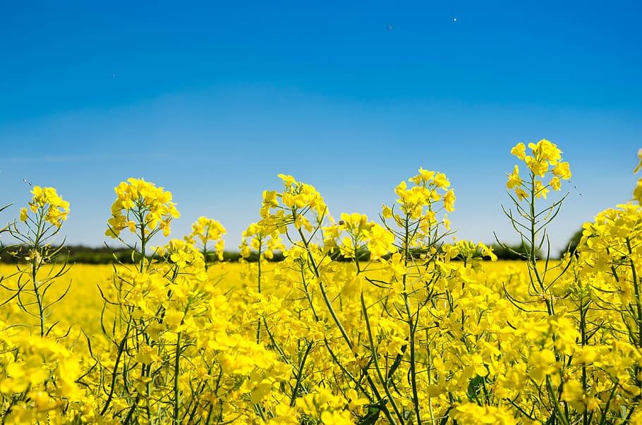 close-up photo, yellow, petaled flowers, blue, sky, oilseed rape, field, landscape, field of rapeseeds, nature