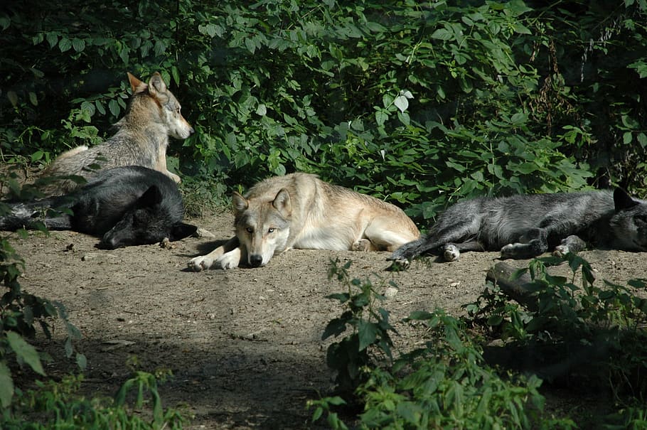 Wolf, Animal, Captivity, Group, animal wildlife, animals in the wild, day, animal themes, outdoors, group of animals