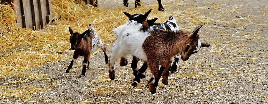 three, white, brown, kid goats, goats, wildpark poing, young animals, playful, romp, cute