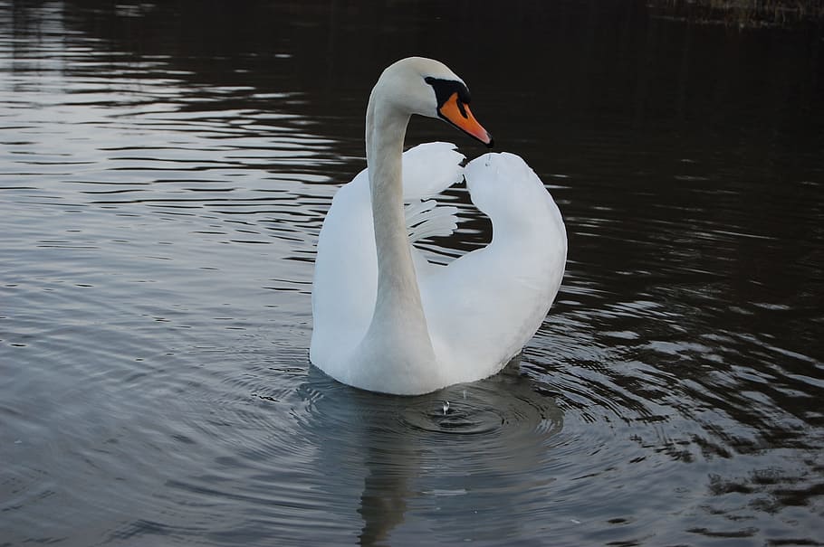 water, lake, bird, pond, swan, reflection, nature, living nature, fidelity, tenderness