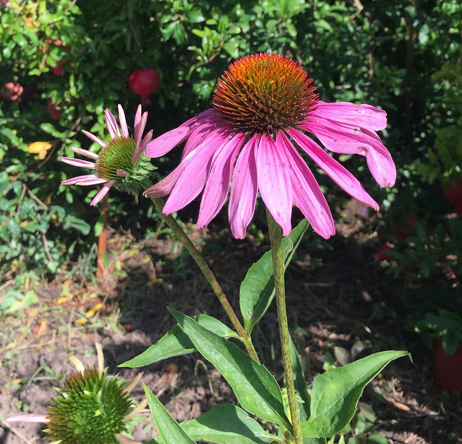 flowers, nature, echinacea, flower, fragility, plant, day, pink color, flower head, eastern purple coneflower