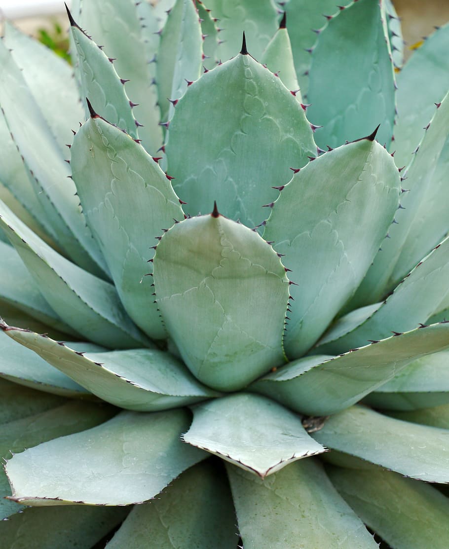 closeup, green, succulent, plant, agave parryi, thick leaf plant, water storage, desert, spur, turquoise