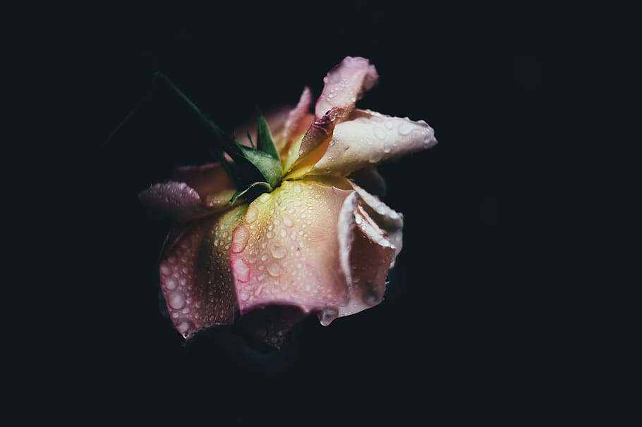 pink, mawar, bunga, tetesan, air, rendah, cahaya, fotografi, gelap, titisan hujan