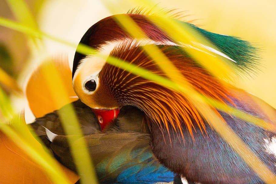 mandarin ducks, bird, animal, duck, plumage, water bird, colorful, waterfowl, animal themes, one animal