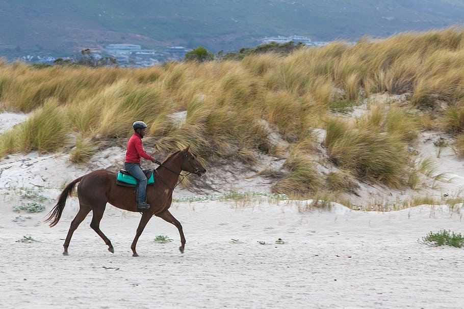 horse, rider, beach, equestrian, animal, horseback, riding, outdoors, horseman, jockey