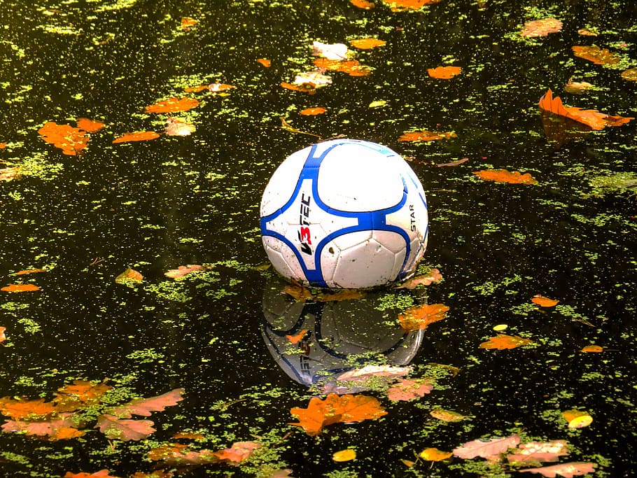 agua, pelota, waterpolo, en el agua, fútbol, ​​fútbol, ​​deporte, pelota de fútbol, planta, no hay gente