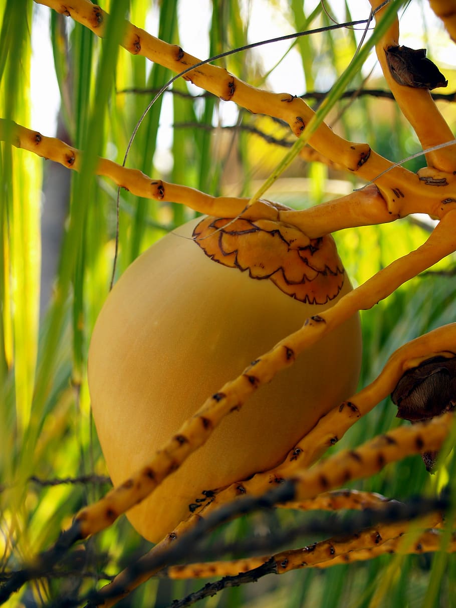 Palm, Flower, Coconut, Plant, Tropics, tree, fetus, agriculture, food and drink, fruit