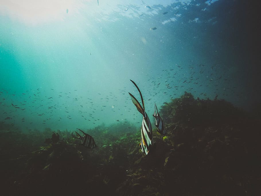 underwater, photography, bannerfish, zebra, school, fish, water, nature, ocean, sea