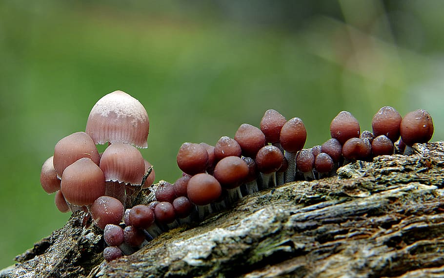 Mycena, cogumelos marrons \, comida, close-up, natureza, árvore, crescimento, ninguém, fungo, dia