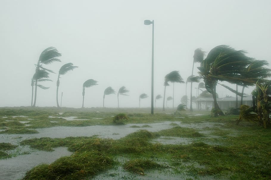 green, leaf trees, storm, key west, florida, hurricane dennis, wind, windy, rain, dangerous