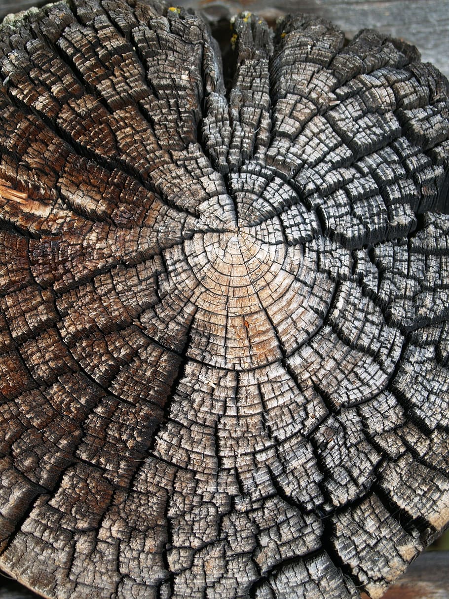wood, nature, texture, tree, old, saw cut, weathering, grey, textured, bark