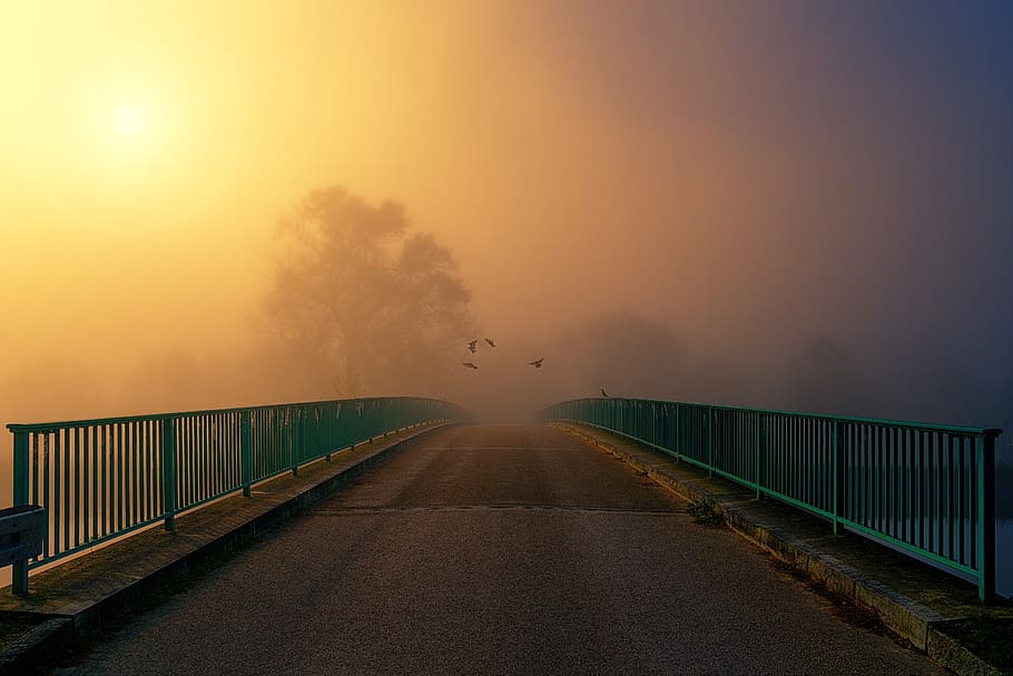 ponte, nevoeiro, distância, aves, floresta, sol, feixe de luz, esperança, alvo, voador