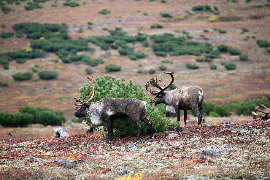 reindeer, the herd, pasture, the horn of africa, hoof, animal, ungulates, autumn, moss, animal themes