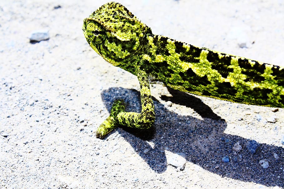 lizard, green, chamaeleo chamaeleon, chamaeleon, chameleon, mediterranean, iguana, reptile, nature, creature