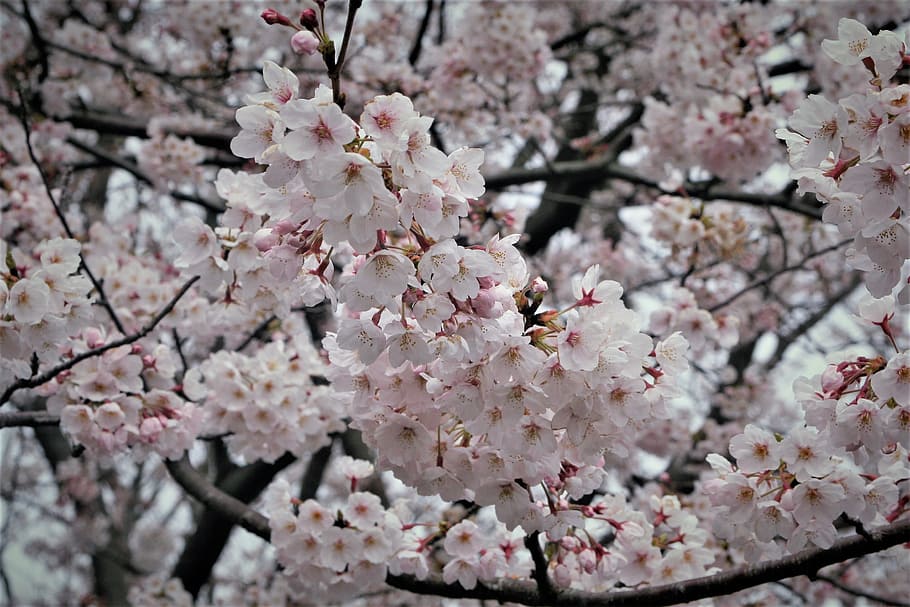 Flores de cerejeira, rosa, pálido, macio, rosa pálido, stratus e, céu nublado, flores, primavera, abril
