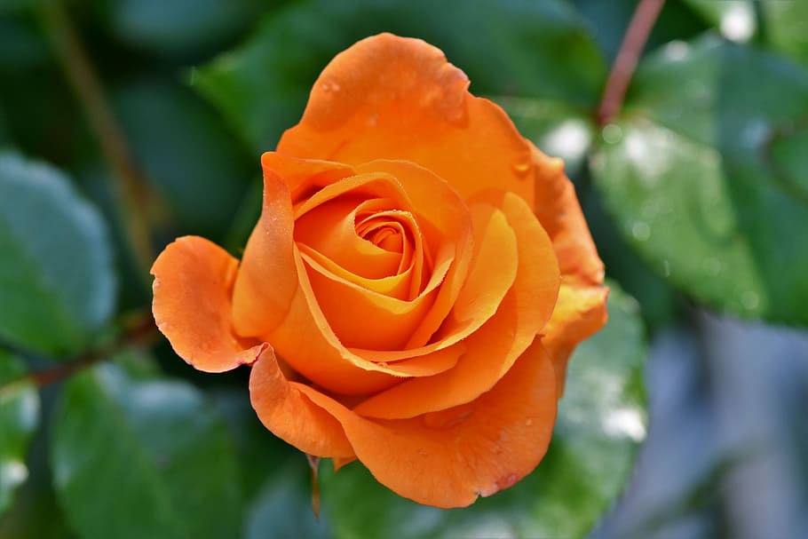 selective, focus photography, orange, rose, rose bloom, pale yellow rose, blossom, bloom, garden, orange rose