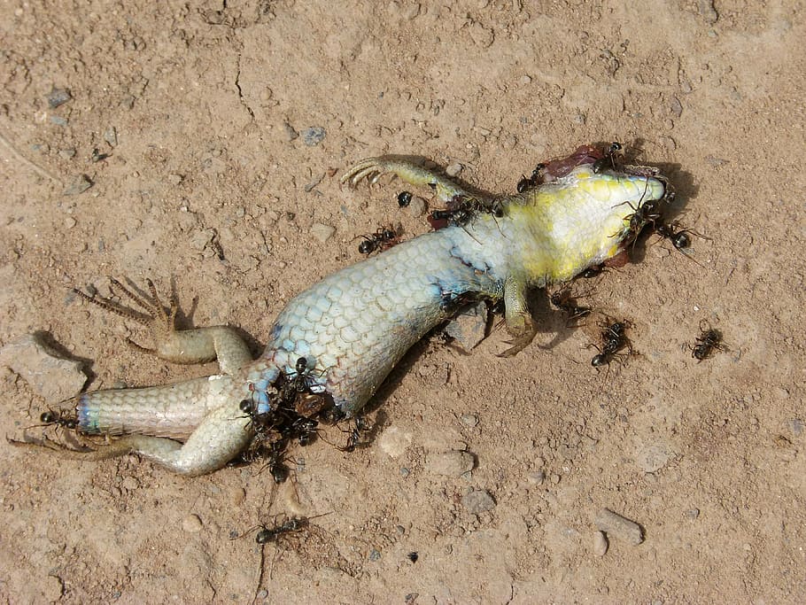gecko, dragon, dead, ants, decomposition, life cycle, recycling, food chain, sand, animal