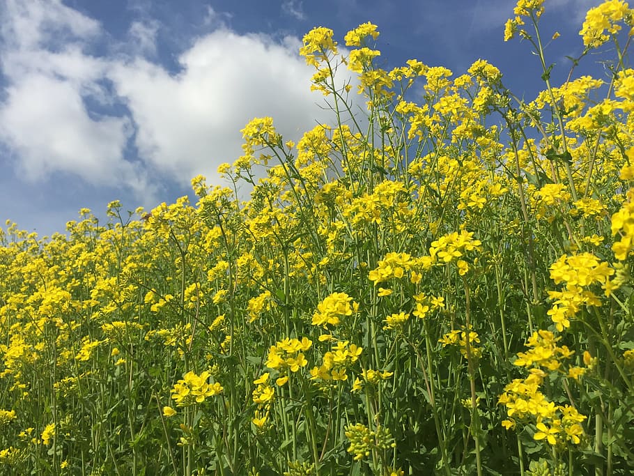 flax, yellow, nature, oilseed Rape, agriculture, canola, flower, summer, field, sky