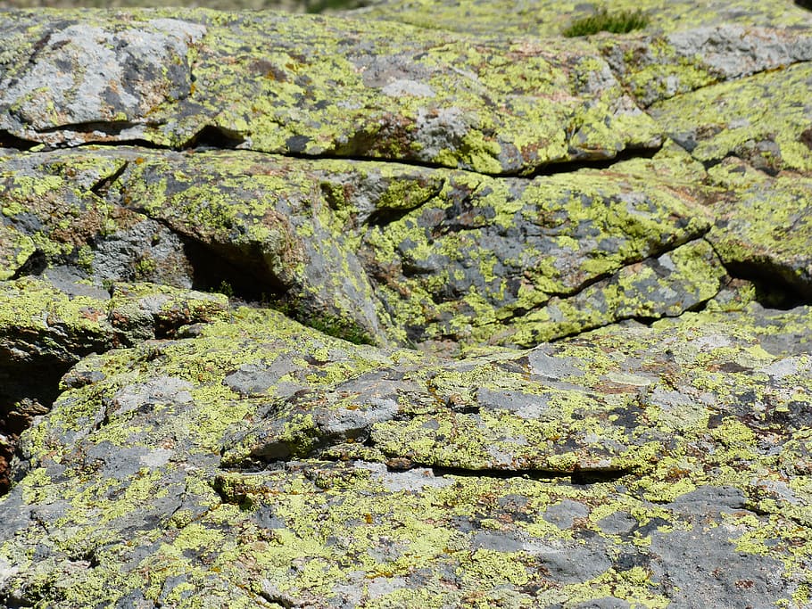 Batu, Lichen, lumut batu, fouling, landkartenflechte, rhizocarpon geographicum, batu kosong, kerak lichen, kuning cerah, hijau zaitun