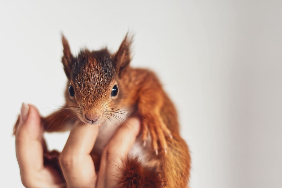 squirrel, baby, young animal, foundling, small, young, cute, rodent, furry, sitting