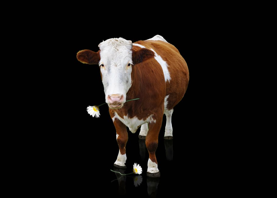 Marrón, blanco, vaca, oscuro, fondo, carne de res, animal, vaca lechera, cuernos, ganado simmental