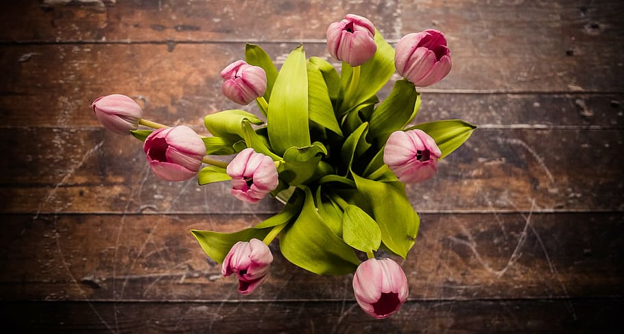 pink, tulips, vase, flower, petal, bloom, garden, plant, nature, autumn
